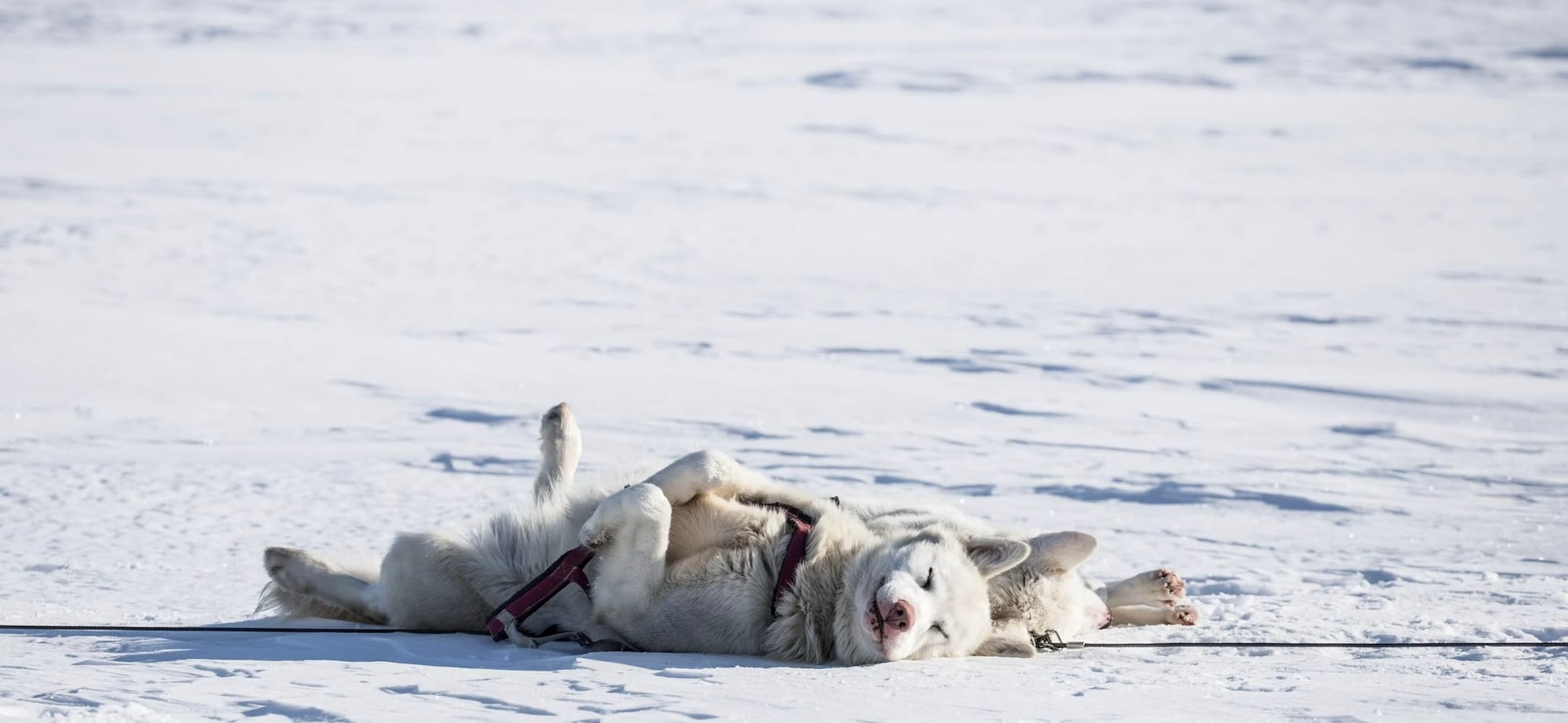 two white dogs sleeping in the snow