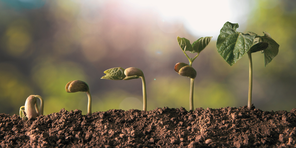 side view of five plants in various stages of growth, moving from a small shoot on the far left to a more substantial plant on the far right