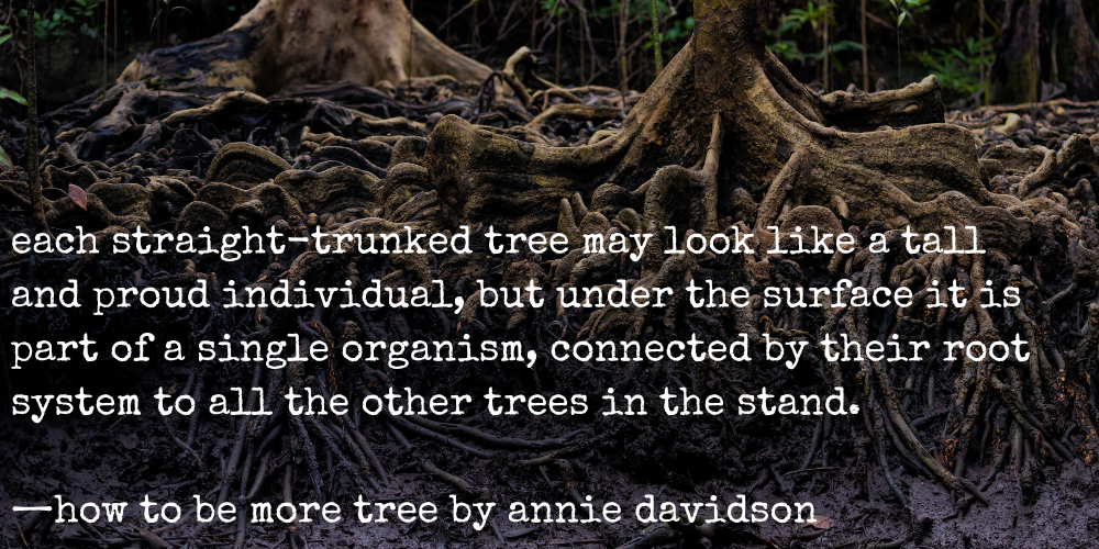 each straight-trunked tree may look like a tall and proud individual, but under the surface it is part of a single organism, connected by their root system to all the other trees in the stand. -how to be more tree by annie davidson