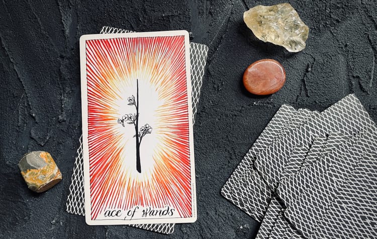 ace of wands from the wild unknown tarot