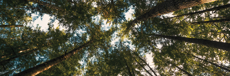 looking up at treetops from within the for