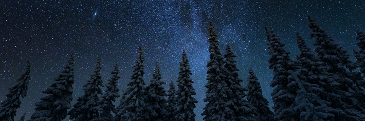 evergreen trees tipped with snow, in front of a sky filled with stars