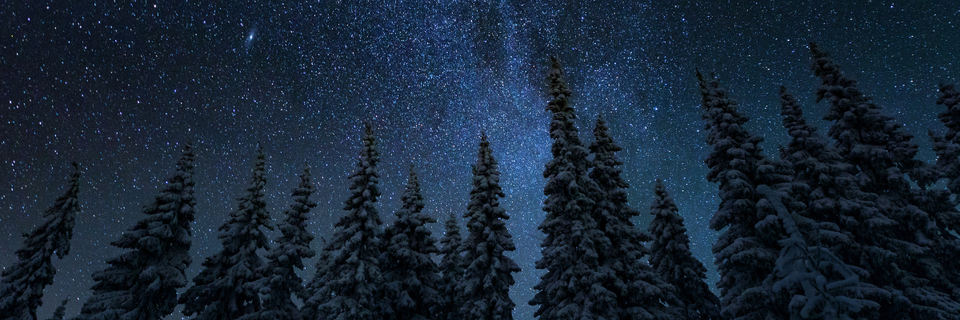 evergreen trees tipped with snow, in front of a sky filled with stars